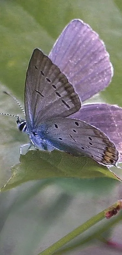 Delicate butterfly resting on a green leaf with soft focus background.