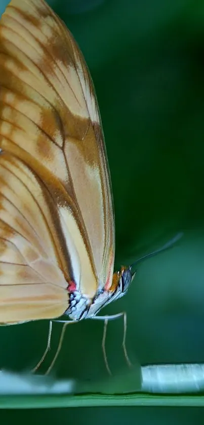 Elegant butterfly poised on a green leaf, showcasing natural beauty.