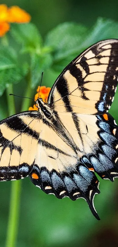 Butterfly resting on green leaves with vibrant flowers in the background.