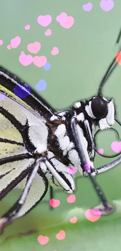 Close-up image of black and white butterfly on a green leaf.