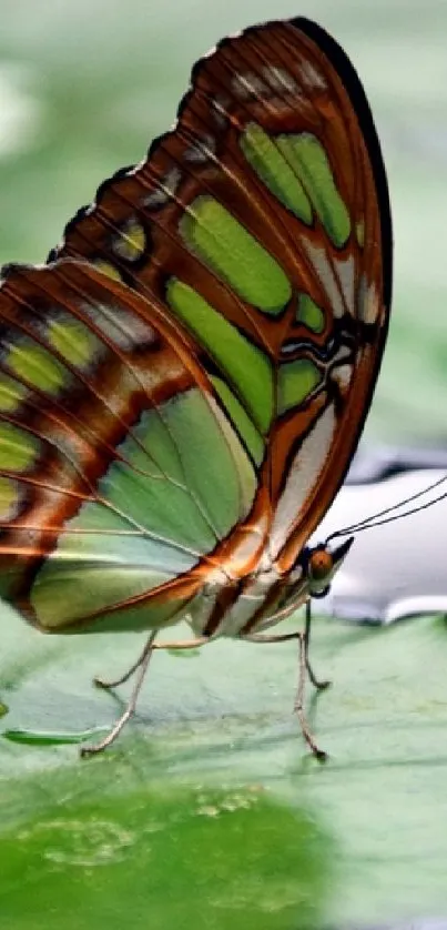 Colorful butterfly resting on a green leaf.