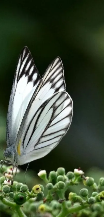 Elegantly winged butterfly on green foliage.