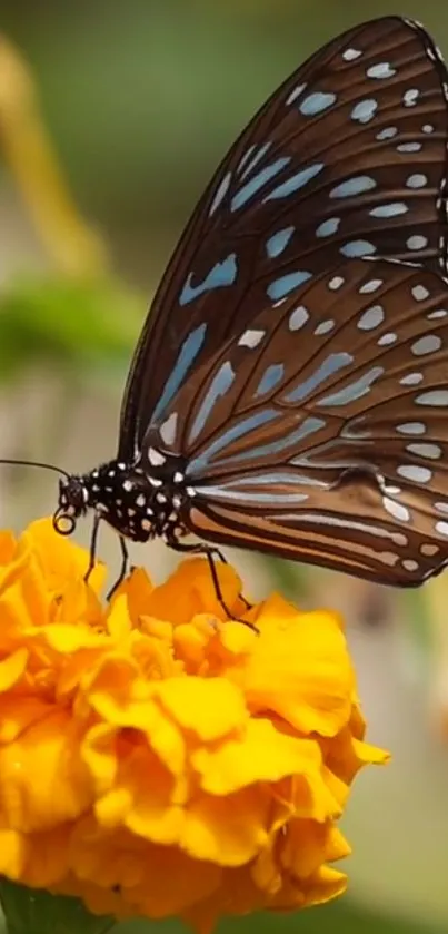 Butterfly perched on a vibrant orange marigold flower.