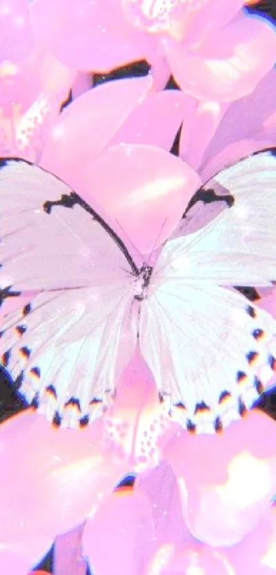 A white butterfly rests on glowing pink orchids, highlighting nature's elegance.