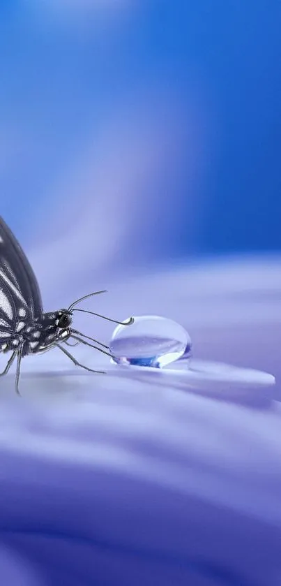 A butterfly rests on a blue petal with a water droplet nearby.