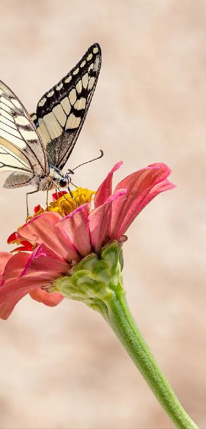 Butterfly on a pink flower with soft background.