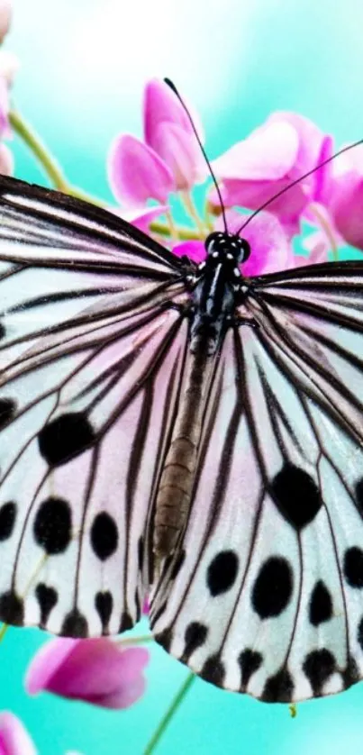 Black and white butterfly on pink flowers with cyan background.