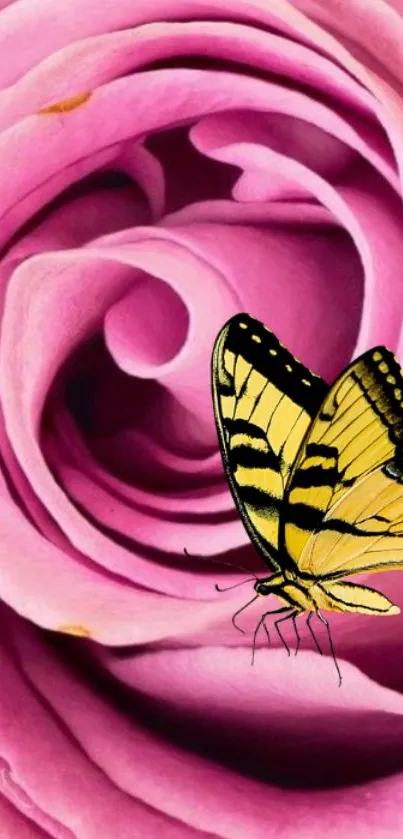 Yellow butterfly perched on a pink rose.