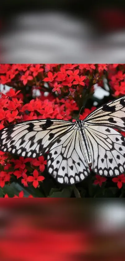 Black and white butterfly on vibrant red flowers.