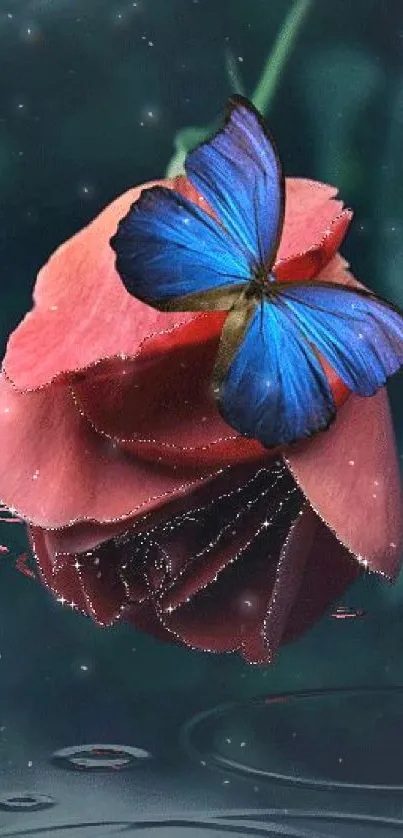 Blue butterfly resting on a red rose.