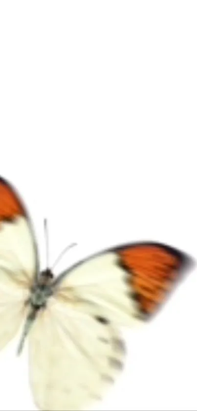 Butterfly with orange and white wings on a white background.