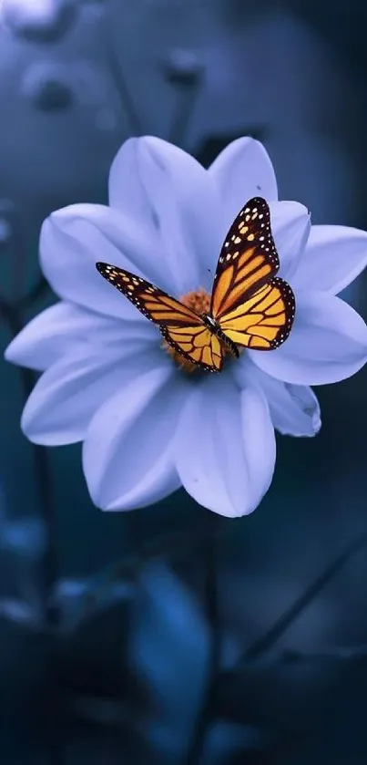 Orange butterfly on white flower in blue backdrop.