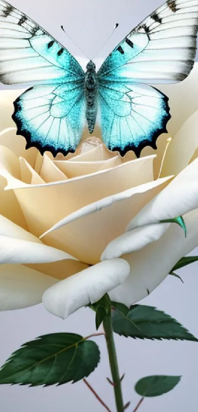 Butterfly resting on a white rose with gradient background.