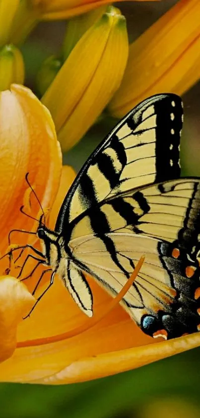 Butterfly resting on yellow flower wallpaper.