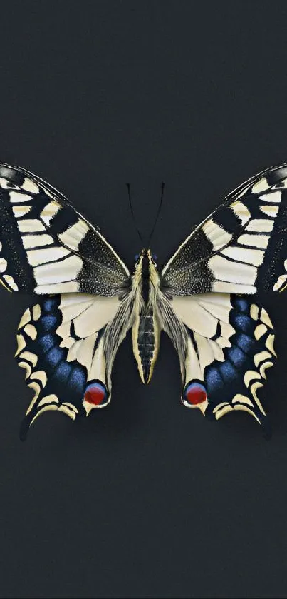 Mobile wallpaper with an elegant butterfly on a dark grey background.