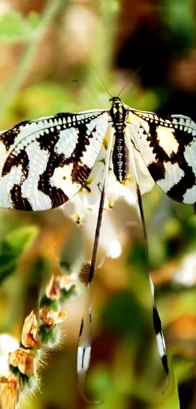 Elegant black and white butterfly on a green blurred background.