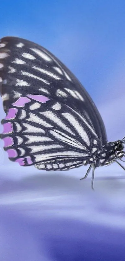 Elegant butterfly on a lavender blue background, perfect for phone wallpaper.