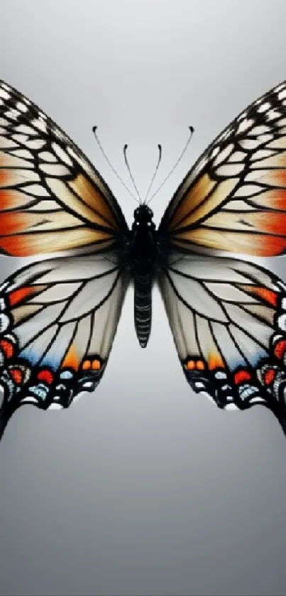 Elegant butterfly with colorful wings on gray background.