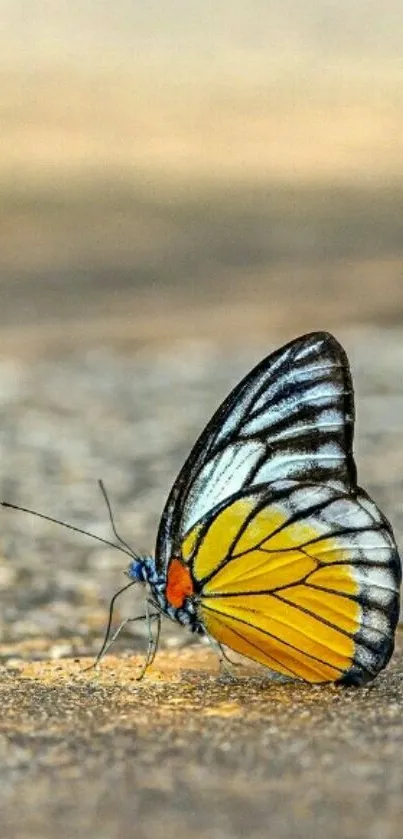 Vibrant butterfly with yellow and black wings resting on a surface.