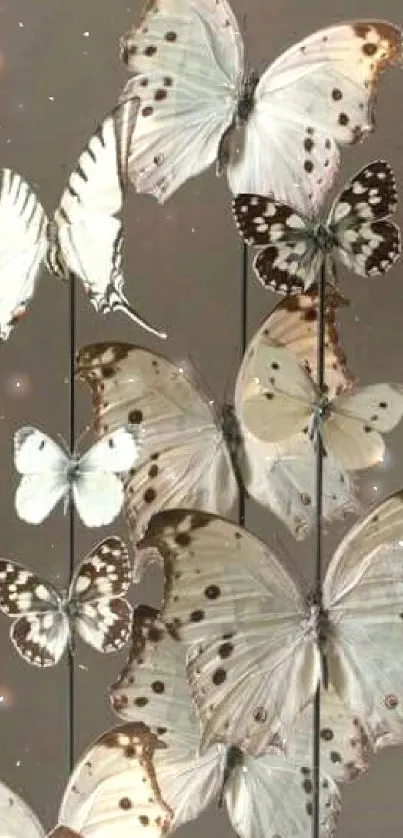 Elegant butterflies on brown background