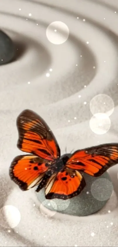 Orange butterfly on zen stones with soft bokeh in background.