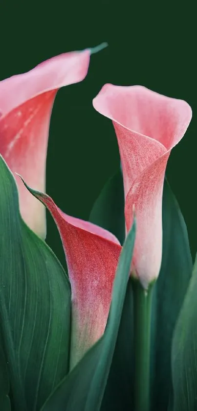 Pink calla lilies with green leaves mobile wallpaper.