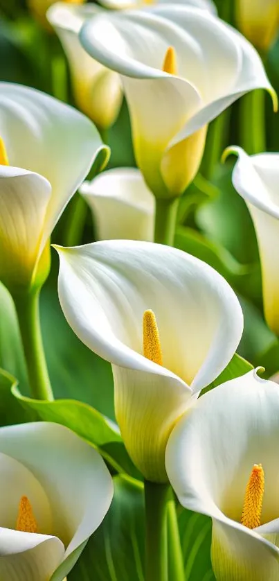 Elegant calla lilies with delicate petals and green leaves.