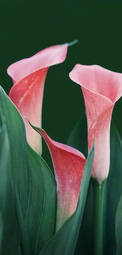 Pink calla lily flowers with lush green leaves as a mobile wallpaper background.