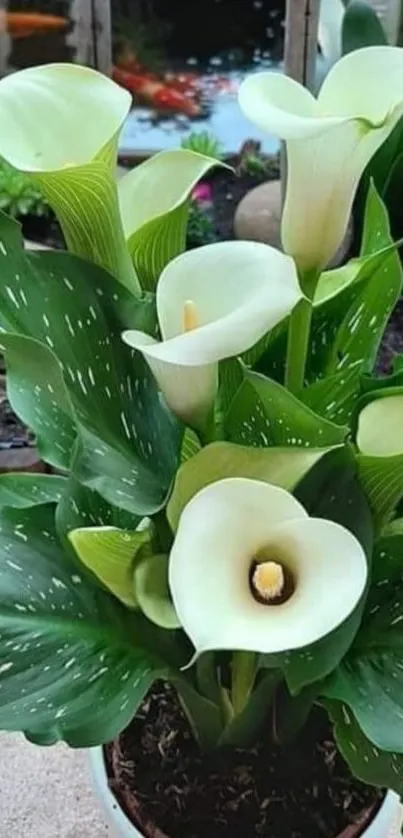 Elegant calla lilies with lush green leaves in a stylish pot.