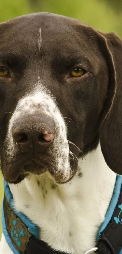 Portrait of a German Shorthaired Pointer in a grassy field.