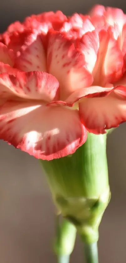 Close-up of a vibrant pink carnation flower on a mobile wallpaper.