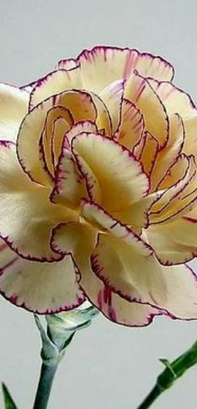 Yellow carnation with purple edges wallpaper for mobile phone.