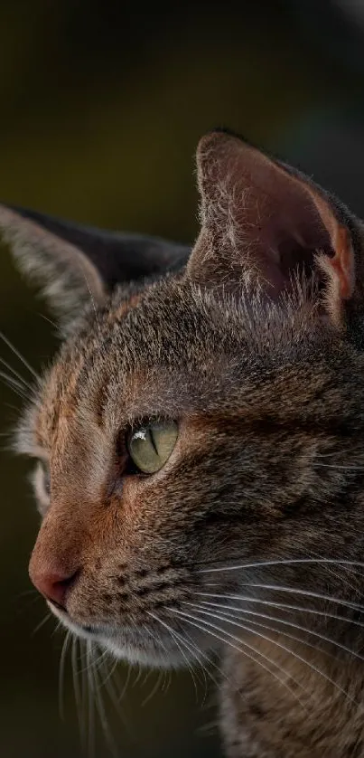 Close-up of a cat with a focused gaze against a dark background.