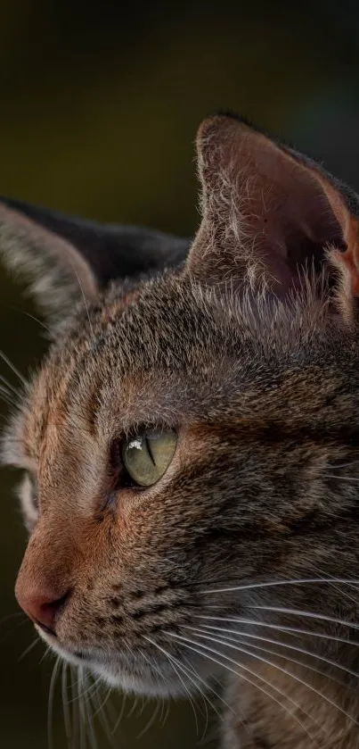 Close-up of a cat with green eyes and detailed fur.