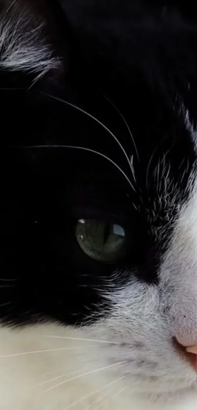 Close-up of a black and white cat with intense green eyes.