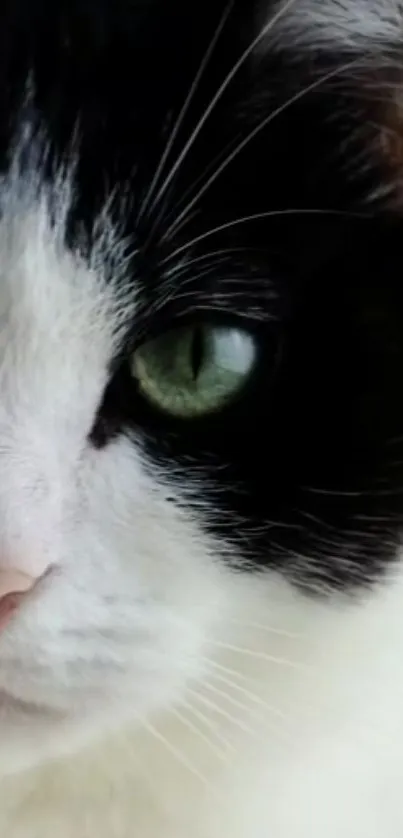 Close-up of a cat with green eyes and distinctive black and white fur.