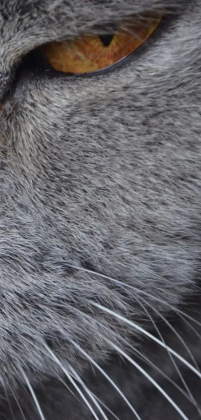 Close-up of a gray cat's face with a golden eye, perfect for mobile wallpaper.