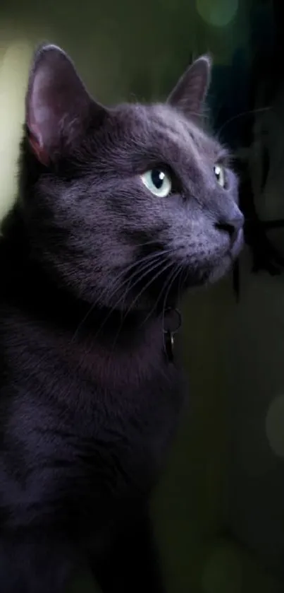 Sleek gray cat looks into dim lit background.