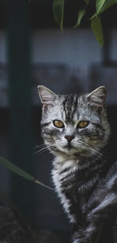 Majestic cat in nature with piercing eyes.