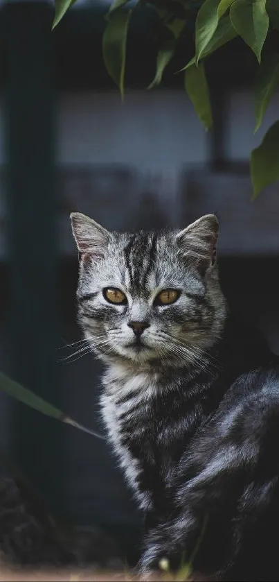 Tabby cat sitting in lush greenery with dark backdrop.