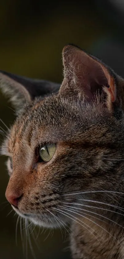 Elegant cat in profile against olive green background.