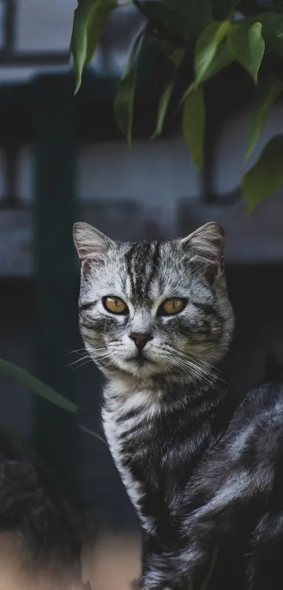 A beautiful grey cat sits in shadow with dark foliage background.