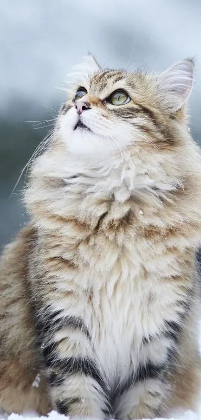 Fluffy cat sitting gracefully in the snow.