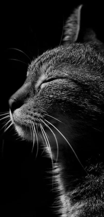 Graceful cat in monochrome, side profile with closed eyes.