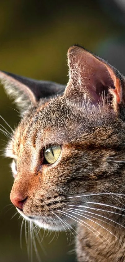 Cat with green eyes on a blurred natural background mobile wallpaper.