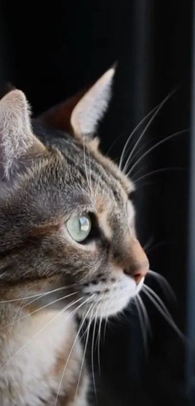 Close-up portrait of a cat with intricate details and captivating eyes.