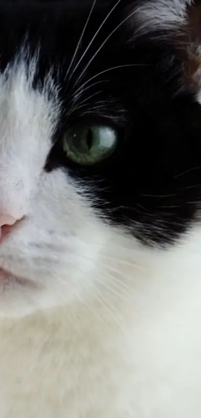 Black and white cat with green eyes close-up portrait.