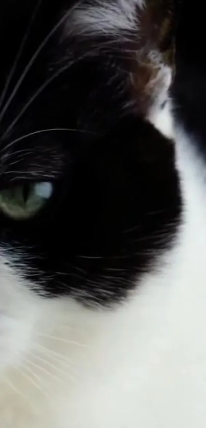 Close-up of a black and white cat with striking green eyes.