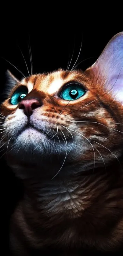 Majestic cat with cyan eyes on a dark background wallpaper.