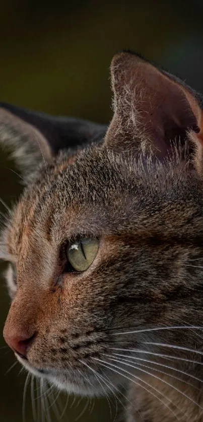 Close-up profile of a tabby cat against a dark background.